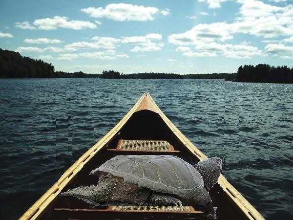 Turtle Canoe