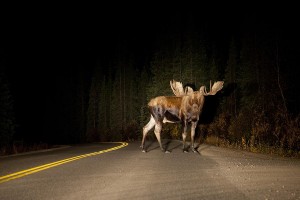 serious-road-hazard-tim-grams