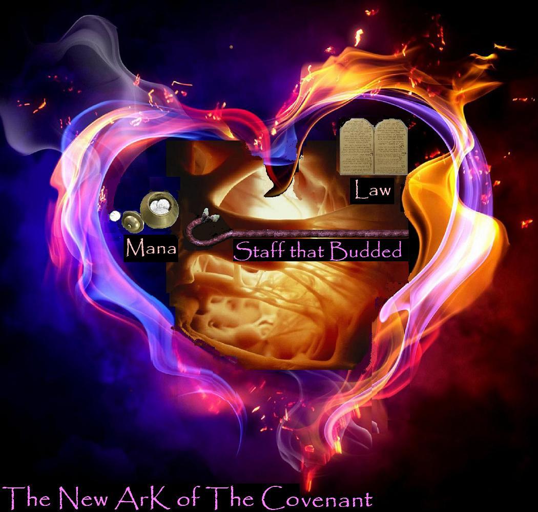 The new Ark